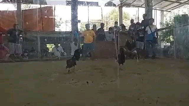 Sweater cross win at Afusing Cagayan Cockpit