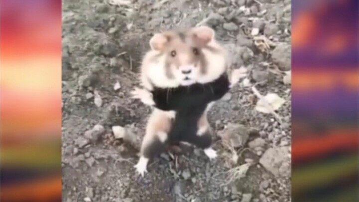 Kumpulan Video Lucu dari Luar Negeri 325