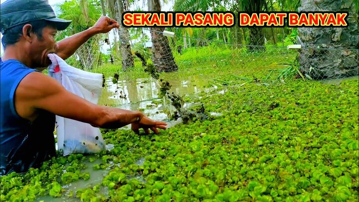Pasang jaring Betok di Sarang Anaconda Hasilnya Bisa Untuk Makan Satu RT