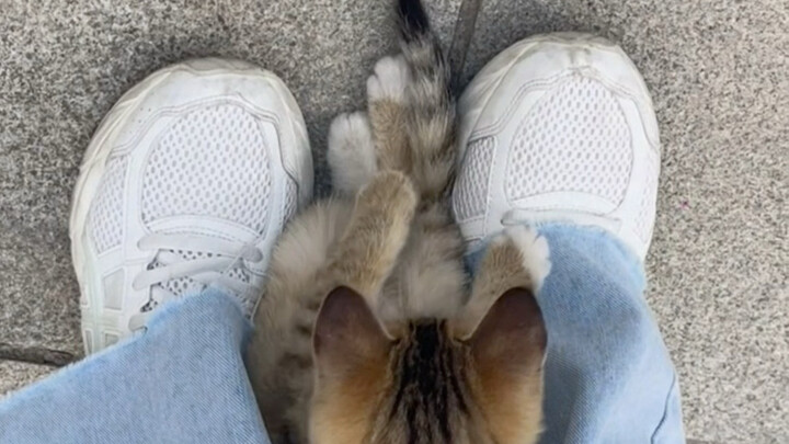 It’s playing with its own tail!