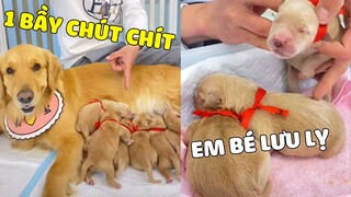 Gâu Đần Family | LƯU LỴ vừa Sinh 1 Bầy CHÚT CHÍT Dễ Thương 😍 Khai Tâm Đóng Giả Làm Mẹ 😂 Gâu Đần