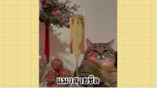 เพื่อนตัวน้อย สัตว์เลี้ยงแสนซน : แมวสายชิล