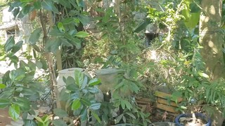 Thợ Rèn 82 Tuổi Khôi Phục Cây Dao Yếm Bị Mẻ Và Những Câu Truyện Lúc Trẻ Của Ông