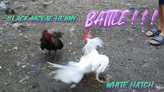 BLACK MCRAE HENNY COCK VS WHITE HATCH STAG      SPAR!!