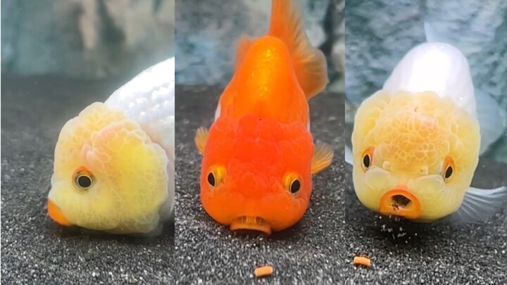 ปลาทองกินอาหารแบบนี้เองเหรอ?