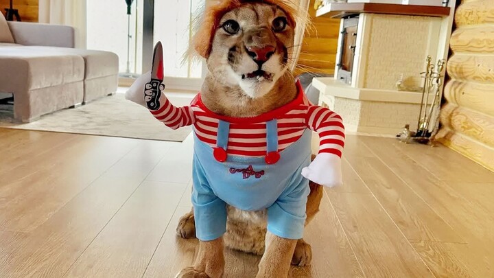 Puma Messi: Hand over the sour cream, and release the hostages!