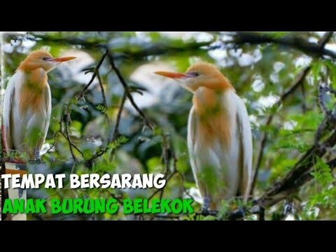 NAH DIPOHON INI LAH TEMPAT BURUNG BELEKOK SAWAHNYA TIDUR..