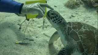 人类会清理藤壶这件事情已经在海洋里传开了