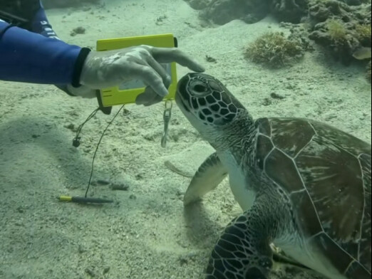 人类会清理藤壶这件事情已经在海洋里传开了