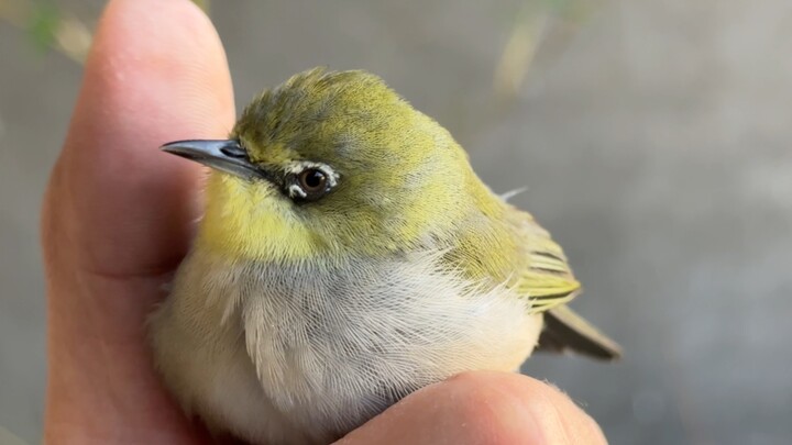 The little cotton-padded jacket of the bird world—wants to snuggle right through the door!