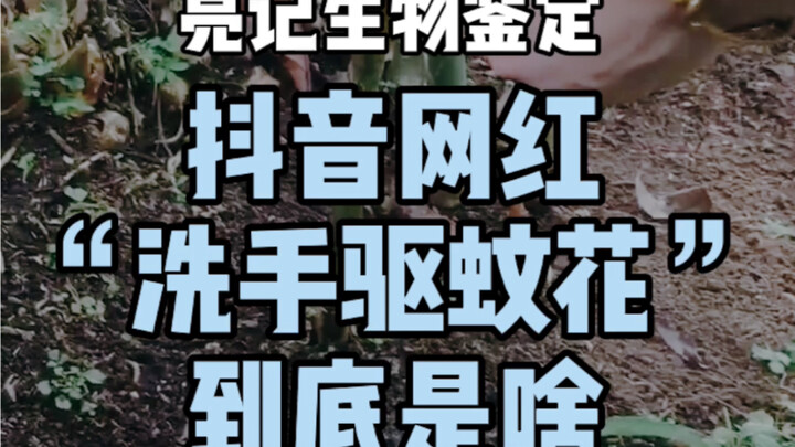 抖音热传视频 洗手驱蚊花 是什么？