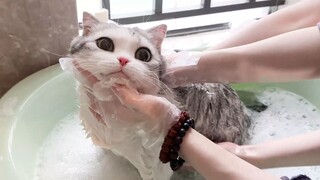 Three people were washing two cats, and the cats were so angry that they made strange noises.