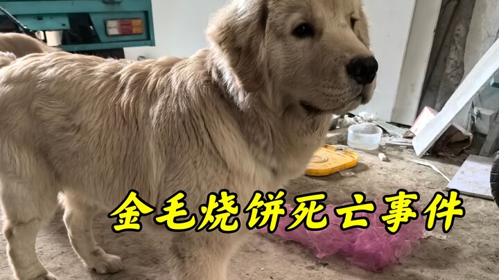 The little golden retriever just went for a bath, but the pet shop left its life frozen at 1 year an
