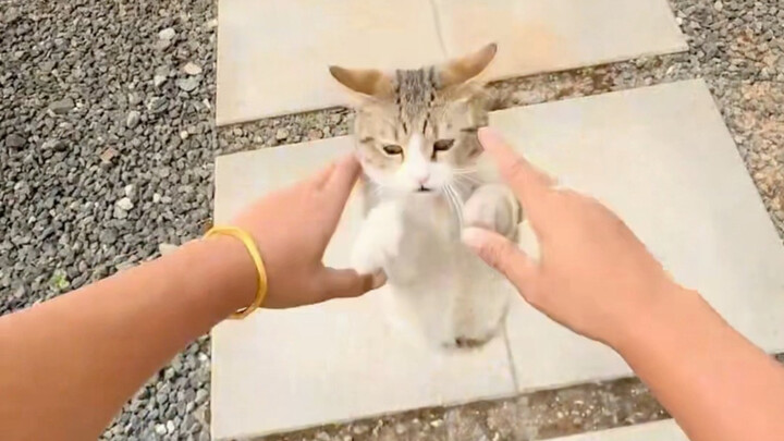 แมวน้อยใช้วิธีการได้เก่งมาก