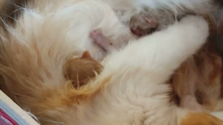 Kucing Kesayangan Melahirkan