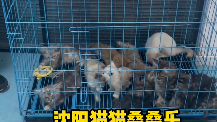 “บนถนนเมืองเสิ่นหยางโผล่ ‘ชุดไก่ทอดแมวทั้งครอบครัว’! งานนี้ประเมินยากจริงๆ ขออวยพรให้เขาประสบความสำเ