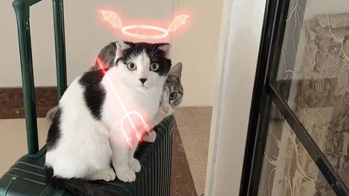 When I use special effects to determine whether my cat is a cutie or a little rascal... Oh no! I’m s