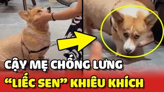 Chú chó Corgi CẬY MẸ CHỐNG LƯNG nên "LIẾC SEN" không trượt phát nào 😂 | Yêu Lu