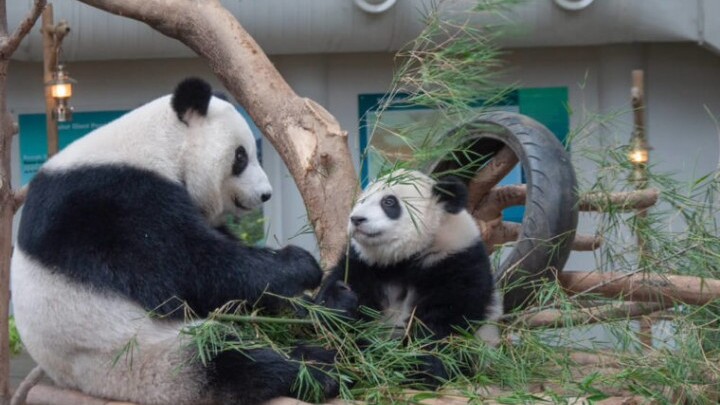 [Animal] Al Khor Park - Home for Pandas in Qatar