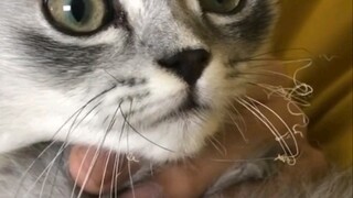 Cat: Be curious about life