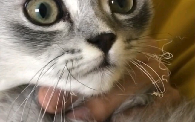Kucing: Ingin tahu tentang kehidupan