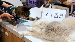 «قائد الأمن»