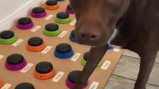 A dog that can communicate with its owner in English