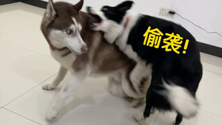 الهاسكي: تضايقني لأنني لا أفهم كلام الناس، هل تحاول إشعال الفتنة هنا؟