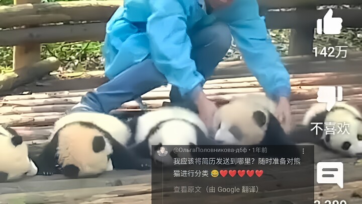 ชาวเน็ตต่างพากันถกเถียงสนั่นว่าเจ้าหน้าที่ดูแลหมีแพนด้าจัดให้ลูกแพนด้านอนกลางวันยังไง วิดีโอนี้มียอด