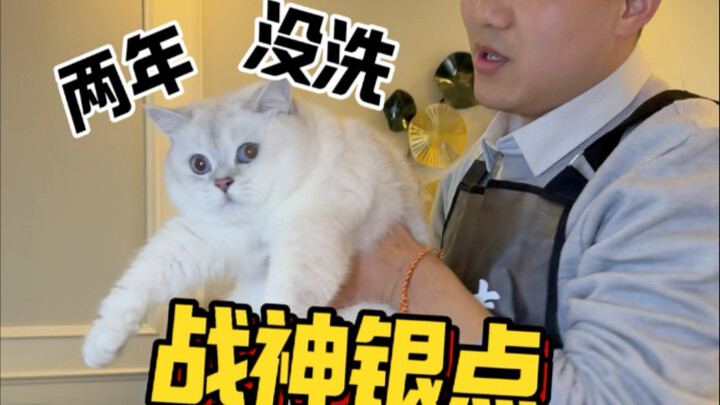 Dịch vụ tắm mèo tại nhà ở Thành Đô: Chú mèo chiến thần vện bạc hai năm chưa được tắm, trước giờ cứ p