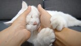 Why The White And Chubby Cat Loves Being Stroked?