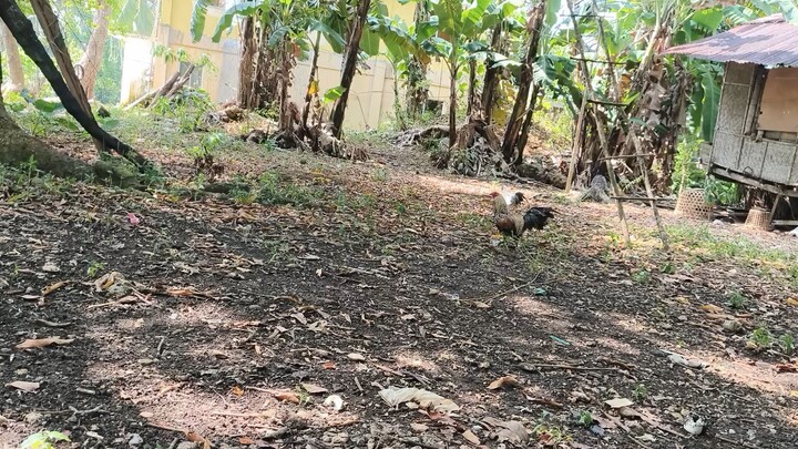Talo sabaw² 🫡🐓