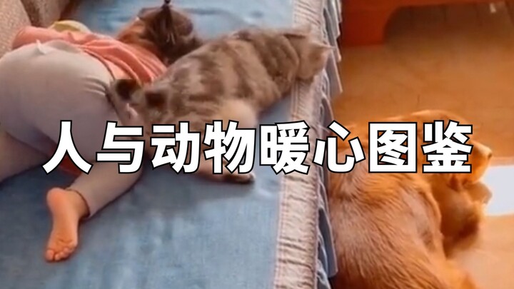人与动物暖心图鉴