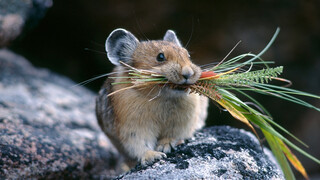 Feeding Daily of the Syrian Hamster with Disorder