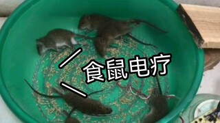 Recording the process of electrotherapy on mice