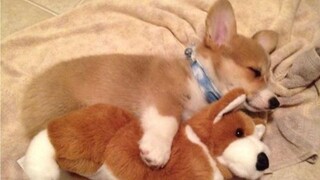 Thú cưng|Chó Corgi dễ thương