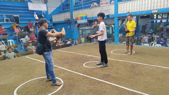 1st fight, 2hits win my broodcock bulik pang 4times winner na nya 😊