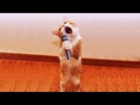 Cute Pets Doing Funny Things - Cutest Pets In The World 2021