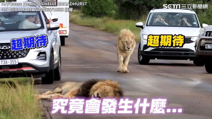 The king of beasts takes a nap right in the middle of the street, disrupting traffic—see how his com