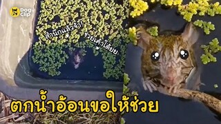 หนูนาหัวขโมยพลัดตกบ่อปลา อ้อนขอให้เกษตรกรช่วย | Dog's Clip