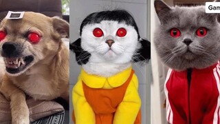 เกมปลาหมึก Netflix Dogs And Cats -  Cats เกมปลาหมึก เหมียว