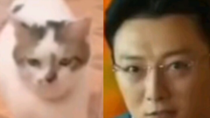 Chú mèo giống Cao Khải Cường nhất mạng