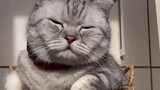 Video by Cats of Instagram (7)