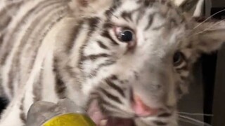 Anh Bánh: Sao nước tonic chỉ qua một đêm đã hết ga rồi nhỉ