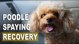 HOW MY DOG RECOVERED FROM SPAYING | Poodle Mom
