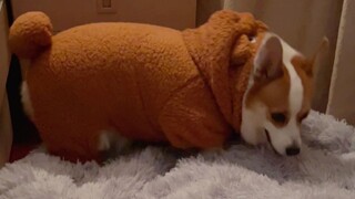 ลูกสุนัขที่ยอมเข้านอนเองอย่างเรียบร้อยน่ารักเกินไปแล้วนะ