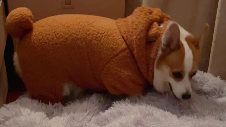 Chú cún biết ngoan ngoãn tự lên giường đi ngủ cũng đáng yêu quá đi mất