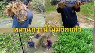 ล่าปลาชะโดลำน้ำปาวอะไรจะหมานขนาดนี้