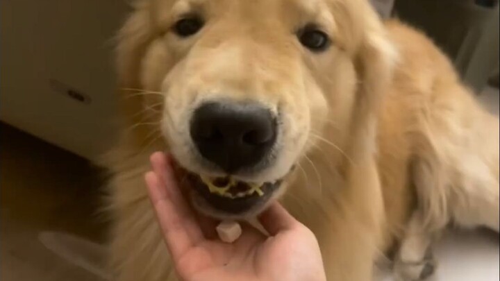 You never know what’s in a dog’s mouth. I just want to laugh!