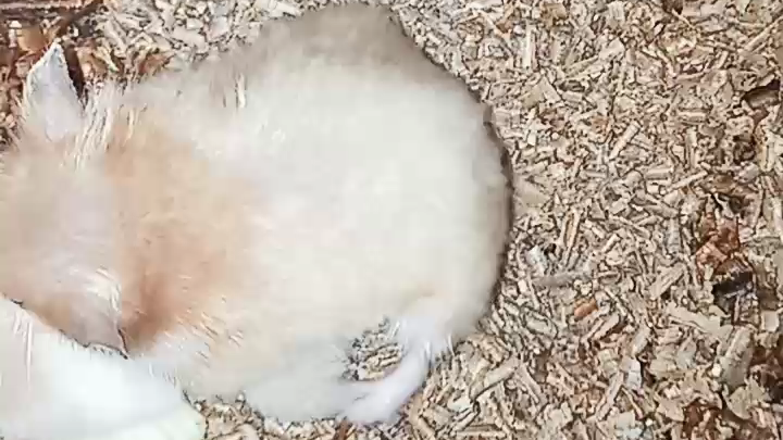 hamsters making love😍❤️